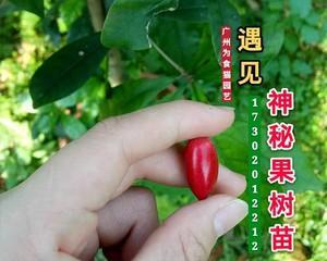 神秘果种植的最佳环境（适合神秘果生长的条件和种植技巧）-第1张图片-绿意生活