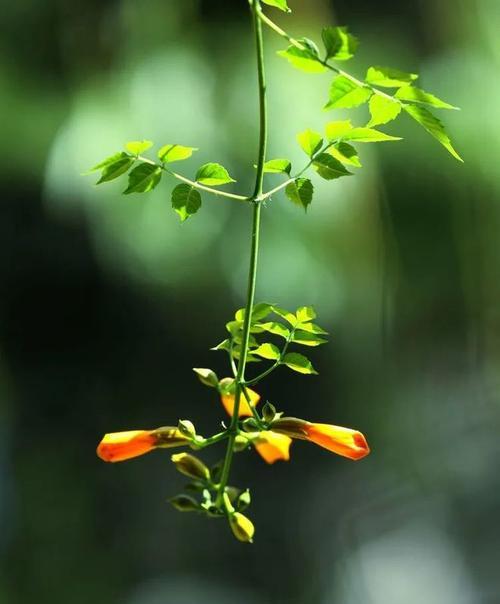 花语坚强（用花语讲述坚韧与力量）-第2张图片-绿意生活