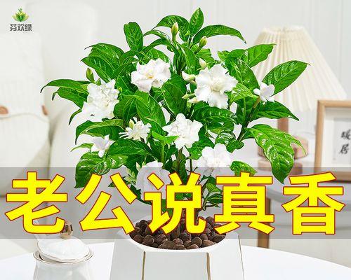 丁香花的养殖与护理（如何培育美丽的丁香花）-第2张图片-绿意生活