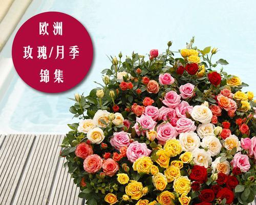 四季花开（探秘四季开花的植物花卉世界，与你分享365天不间断的花园之美。）-第2张图片-绿意生活