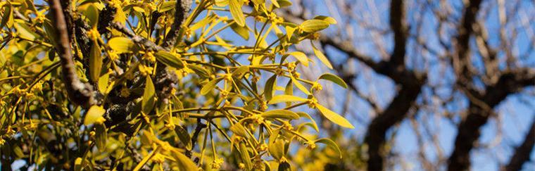 盼望的花开——象征希望的植物（草木萌动，春天的希望在生长）-第1张图片-绿意生活