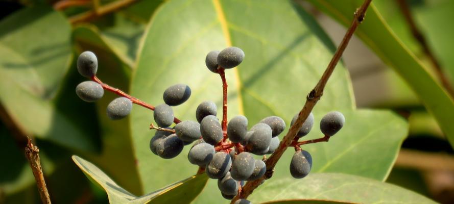 女贞子树的种植和养护（女贞子树是什么树？如何种植和养护？）-第3张图片-绿意生活