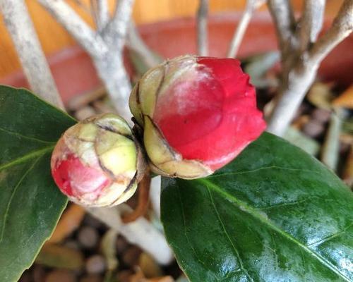 茶花不开花的原因（探寻茶花不开花的根源和解决方法）-第3张图片-绿意生活