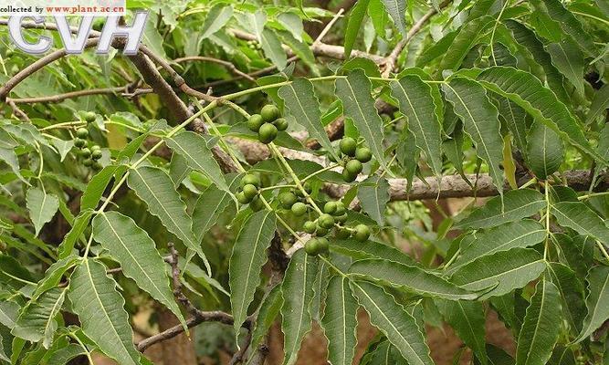 黄柏是否是保护植物？（探究黄柏的生态价值和文化意义）-第3张图片-绿意生活