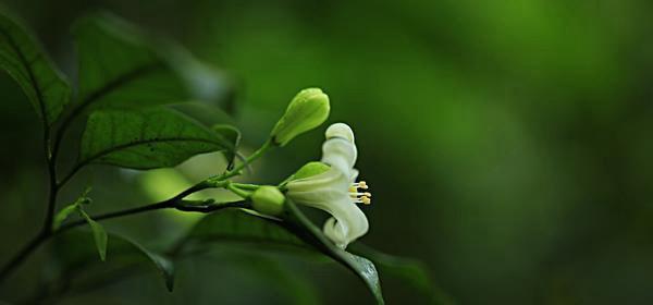 七里香花期详解（什么时候能欣赏到七里香的绝美花景？七里香花期的时间表）-第2张图片-绿意生活