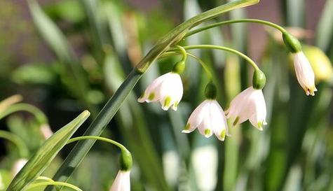 自律之花——百合花的花语（探索百合花背后的深层含义）-第3张图片-绿意生活