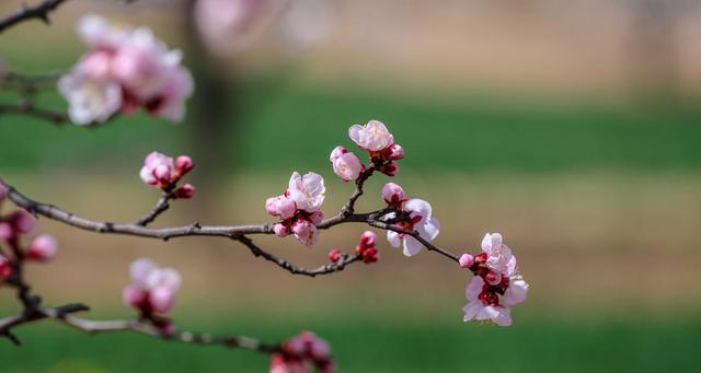 杏花之美（赏花指南，了解杏花的魅力）-第3张图片-绿意生活