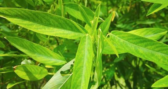 跳舞草——一种特殊的草本植物（了解跳舞草的生长环境、形态和用途）-第2张图片-绿意生活