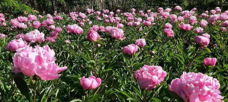 芍药种植的深度与合适程度（探究芍药生长的最佳条件）-第2张图片-绿意生活