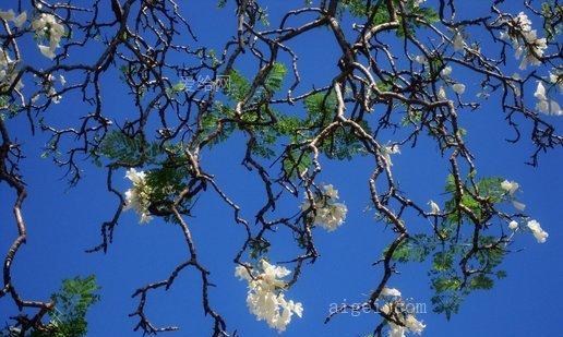 探秘开蓝色花的树，美丽与神秘并存（解密开蓝色花的树的品种、特性和应用）-第3张图片-绿意生活