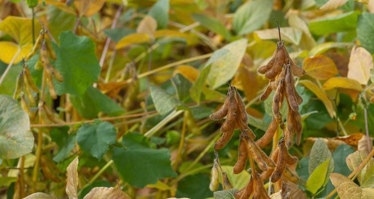 秋黄豆的种植与管理：时间、要点与技巧-第3张图片-绿意生活