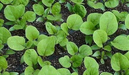 茄子苗种植时间详解（从选地、育苗到移栽，让你掌握茄子苗种植要点）-第2张图片-绿意生活