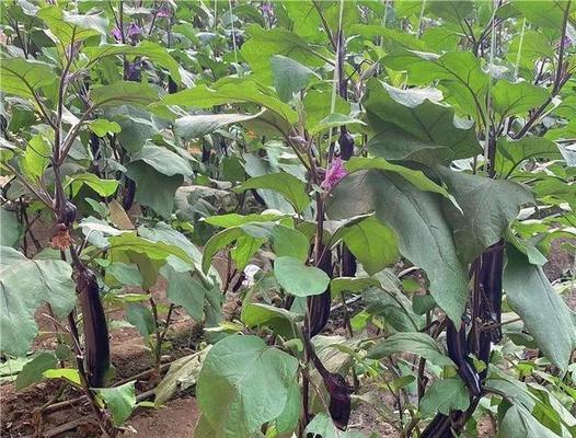 茄子苗种植时间详解（从选地、育苗到移栽，让你掌握茄子苗种植要点）-第1张图片-绿意生活