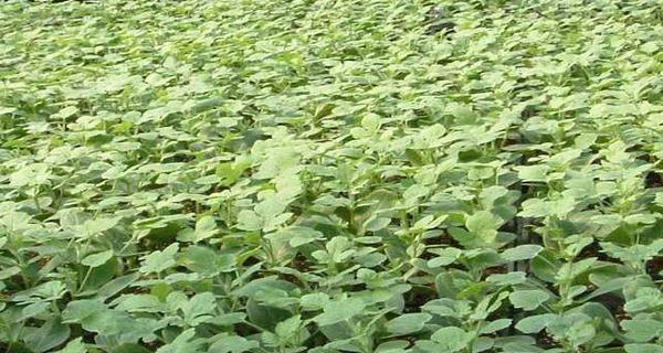 茄子苗种植时间详解（从选地、育苗到移栽，让你掌握茄子苗种植要点）-第3张图片-绿意生活