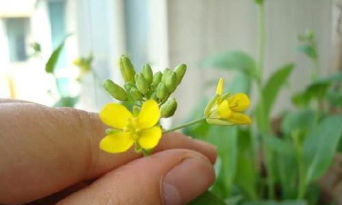 白菜开花了还能吃吗？-保持食品安全的关键（白菜开花是否安全？应该如何处理？）-第1张图片-绿意生活