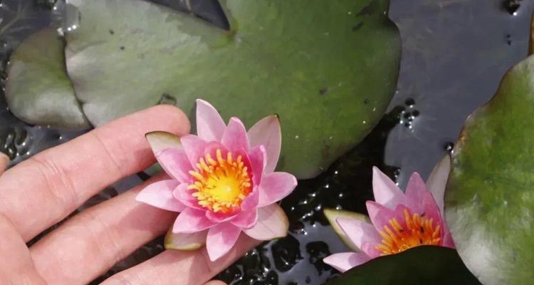 睡莲不开花，解决方法大揭秘！（花开未果，睡莲困扰的解决方案）-第1张图片-绿意生活