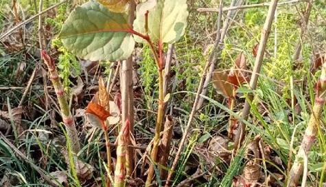 龙爪豆种植指南（适宜种植时间、栽培要点、防治病虫害）-第2张图片-绿意生活