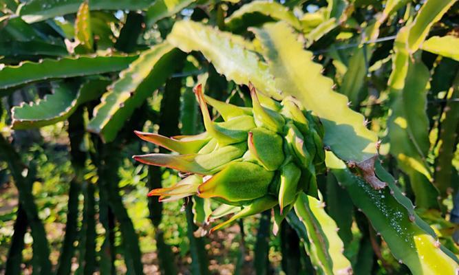 火龙果树的种植与结果（从种植到结果，一文了解火龙果树）-第2张图片-绿意生活