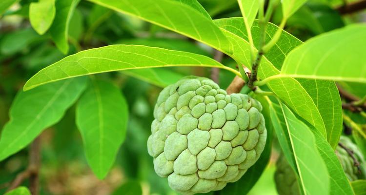 番荔枝的开花期和生长特点（探究番荔枝的花期、花朵特点及其生长习性）-第1张图片-绿意生活