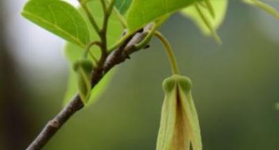 释迦果的开花结果及生长周期（探秘释迦果花期、开花、结果的时间及特点）-第2张图片-绿意生活