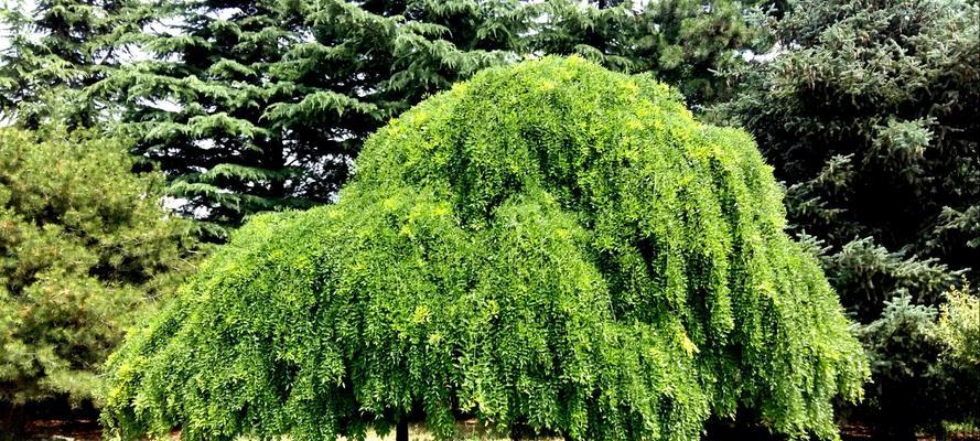 龙爪槐修剪技巧（让你的龙爪槐更加茂盛健康）-第3张图片-绿意生活