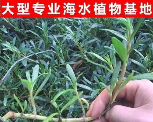 探秘海草之美（了解海草的特点和种类）-第3张图片-绿意生活