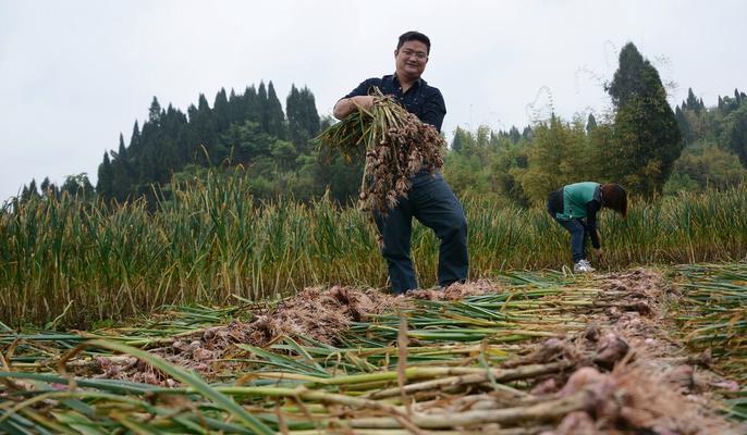 山东大蒜收获时间（揭秘山东大蒜的收获季节及采摘技巧）-第2张图片-绿意生活