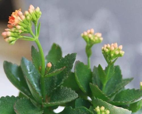 长寿花的种植技巧（如何为长寿花选择合适的土壤）-第2张图片-绿意生活