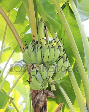 香蕉——来自南美的美味水果（种植方法、营养价值、医疗价值、历史渊源、文化意义）-第1张图片-绿意生活