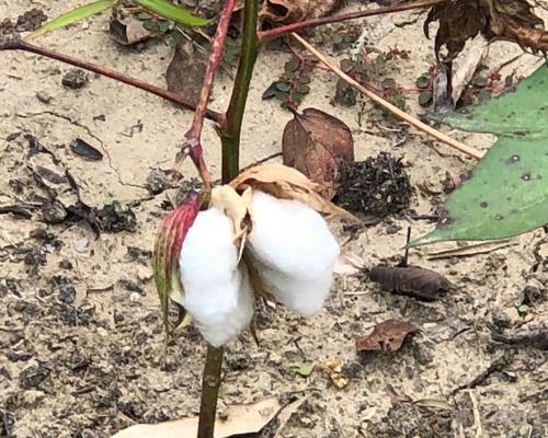 棉花生长周期与采摘时间（了解棉花成熟的时机与方法，提高棉花产量）-第1张图片-绿意生活