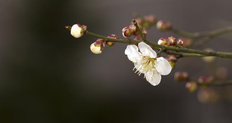 梅花的种类和特点（探秘梅花的生态和文化遗产，解析梅花属于何种植物类型）-第2张图片-绿意生活