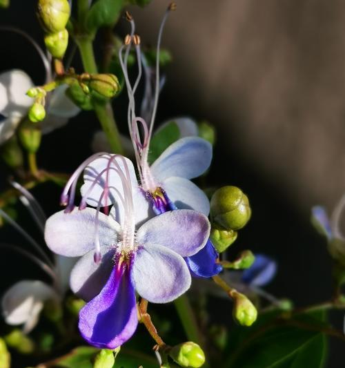 蓝蝴蝶的开花时间和特点（探究蓝蝴蝶的生长周期与生态环境）-第2张图片-绿意生活