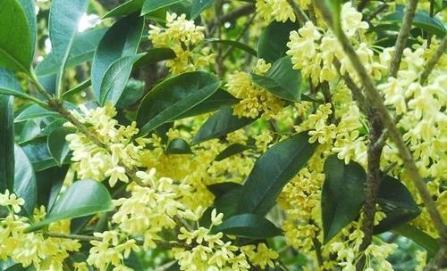 适合种植桂花树的地方（从环境、土壤和气候等方面详细介绍桂花树适合生长的环境）-第2张图片-绿意生活