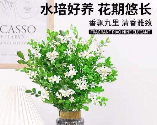 绿萝开花的时间和注意事项（揭秘绿萝开花的奥秘，让你轻松打造花香四溢的家庭）-第3张图片-绿意生活