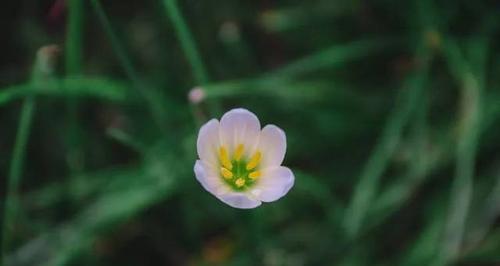 放下过去——以牵牛花为例谈花语（从牵牛花的花语中领悟人生真谛）-第1张图片-绿意生活