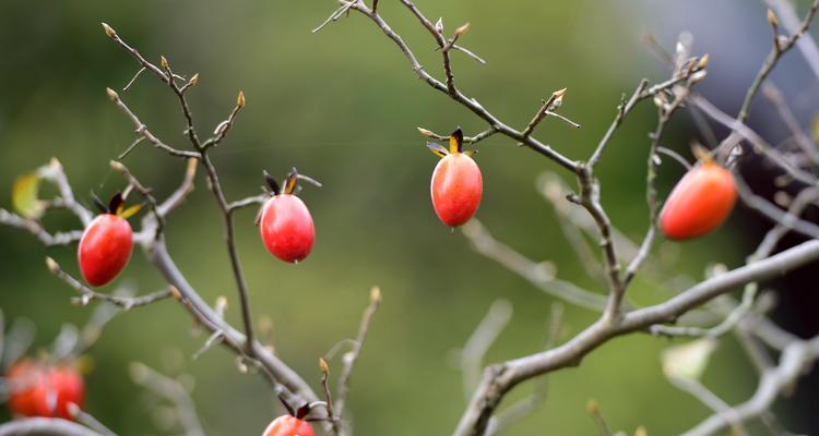 老鸦柿的生长环境条件及特点（适合种植的气候、土壤、水分、光照和病虫害防治）-第3张图片-绿意生活