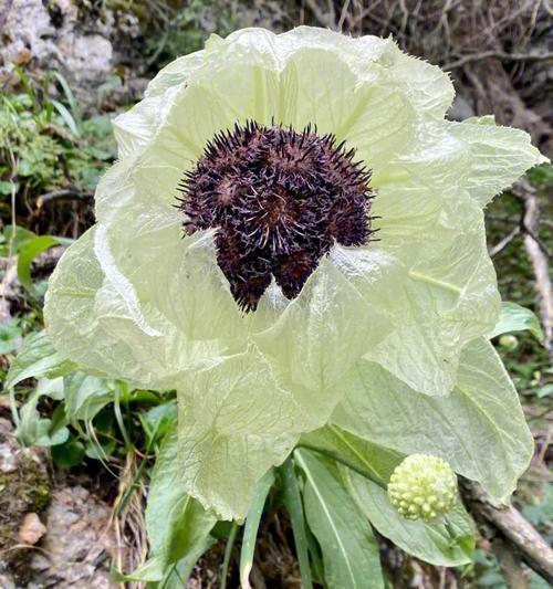 雪莲，这朵神奇的花（探究雪莲的花木身份，追溯雪莲的历史渊源）-第1张图片-绿意生活