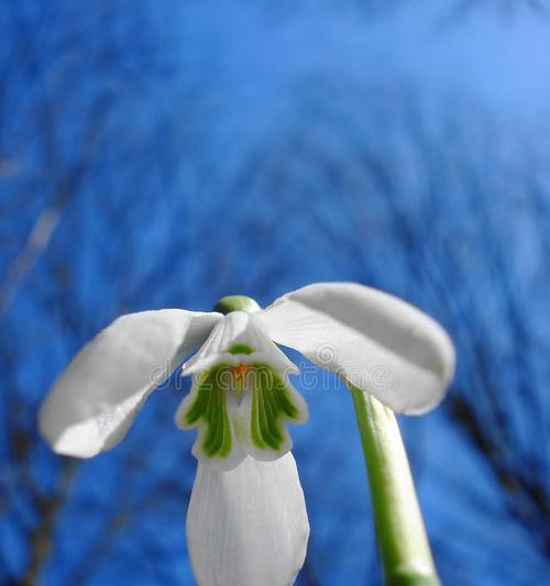 雪莲，这朵神奇的花（探究雪莲的花木身份，追溯雪莲的历史渊源）-第3张图片-绿意生活