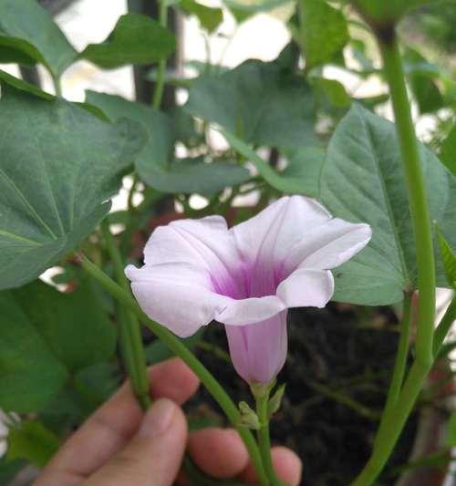 地瓜开花，秋收季节的标志-第3张图片-绿意生活