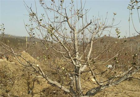 如何正确地剪苹果树枝（夏季剪枝注意事项及剪枝时间）-第1张图片-绿意生活