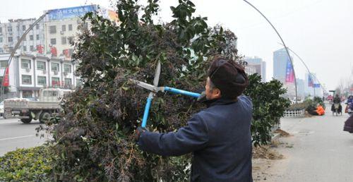 女贞的剪枝时机（合理剪枝，让女贞更健康）-第3张图片-绿意生活