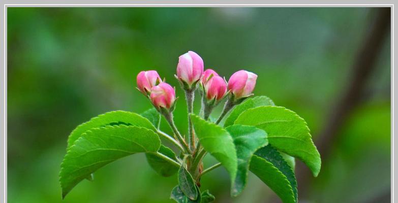 海棠花的花苞生长过程（从芽到花苞，观察海棠花的变化）-第3张图片-绿意生活