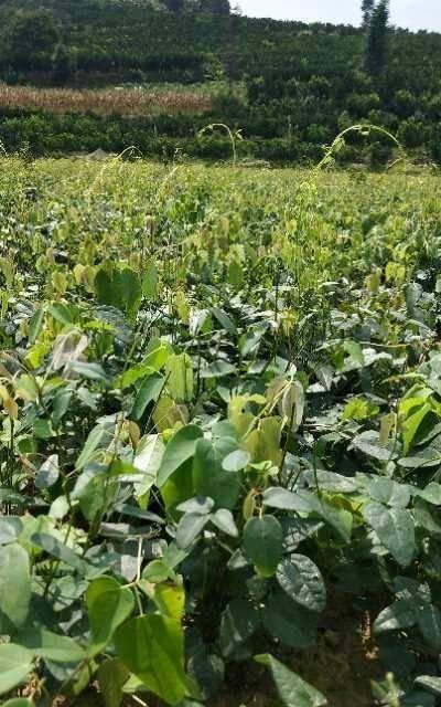 八月炸适合种植的地方（从气候、土壤到植物品种，全面解析最适合种植八月炸的地方）-第1张图片-绿意生活