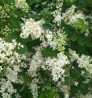 女贞树开花情况及花型介绍（女贞树开花时间、花朵颜色、形态特征等详解）-第2张图片-绿意生活