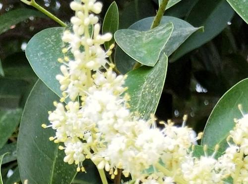 女贞树开花情况及花型介绍（女贞树开花时间、花朵颜色、形态特征等详解）-第1张图片-绿意生活