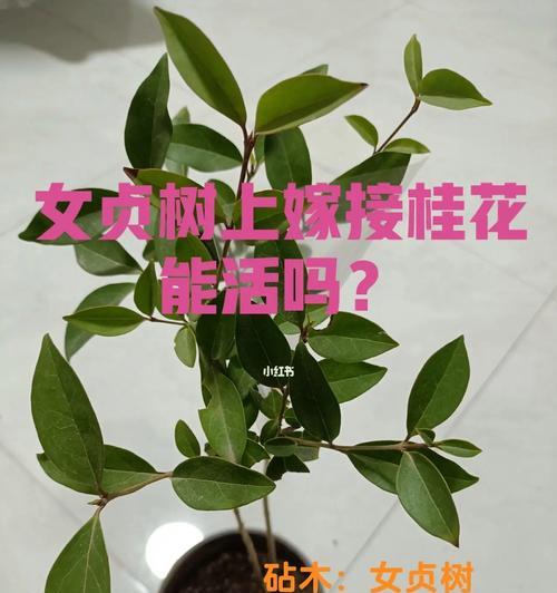 如何选择最佳时间和技术方法进行桂花芽接？（桂花芽接的关键技术和注意事项）-第1张图片-绿意生活