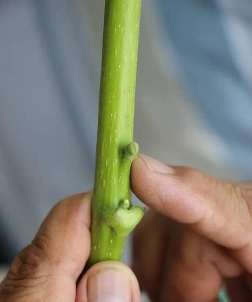 如何选择最佳时间和技术方法进行桂花芽接？（桂花芽接的关键技术和注意事项）-第2张图片-绿意生活