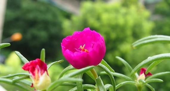 未来之花——翠竹花的花语（寄托未来的美好祝愿，翠竹花的花语揭示）-第1张图片-绿意生活