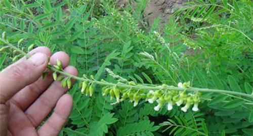 探秘黄芪的生长周期（从种植到收获，一步步了解黄芪的成长之路）-第3张图片-绿意生活