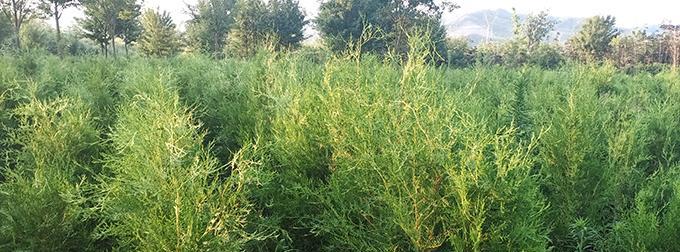 侧柏是种子植物吗？解密侧柏的生物学分类（探究侧柏的植物学特征和生态学价值）-第3张图片-绿意生活